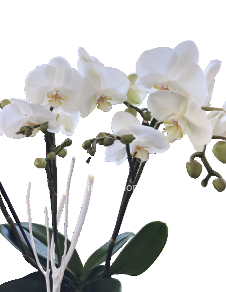 Orchidea extra renza