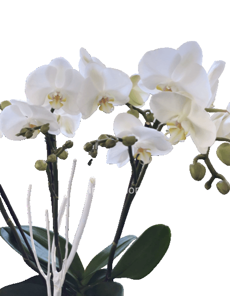 Orchidea extra renza