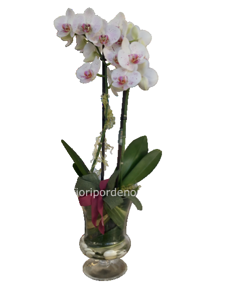 Orchidea in vaso di vetro