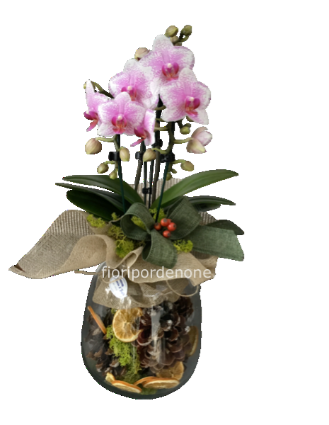 Orchidea secondo stagione