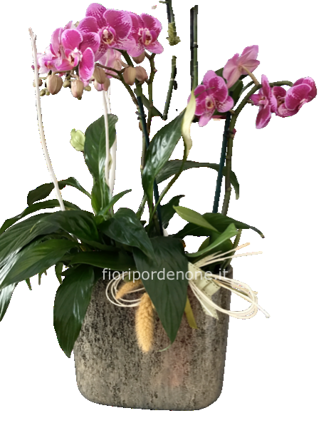 Orchidea e altre piante da interno