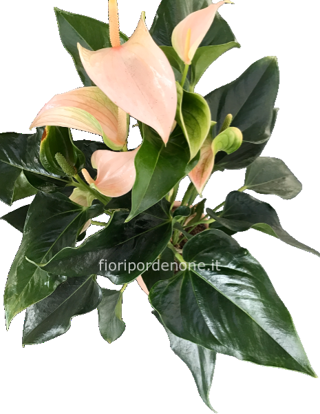 Anthurium rosa/ verde