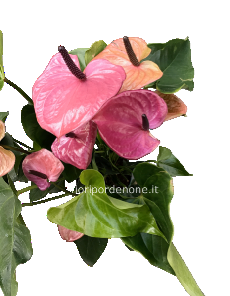 Anthurium bordeaux 