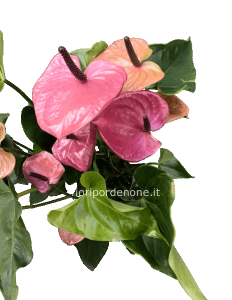 Anthurium bordeaux