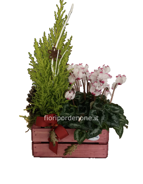 Cassettina con ciclamino e pinetto