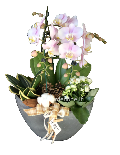 Composizione ovale con orchidea e piante da interno