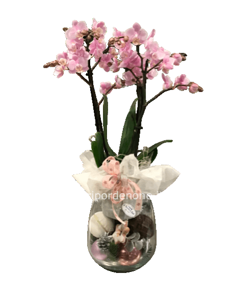 Orchidea crystal  ball