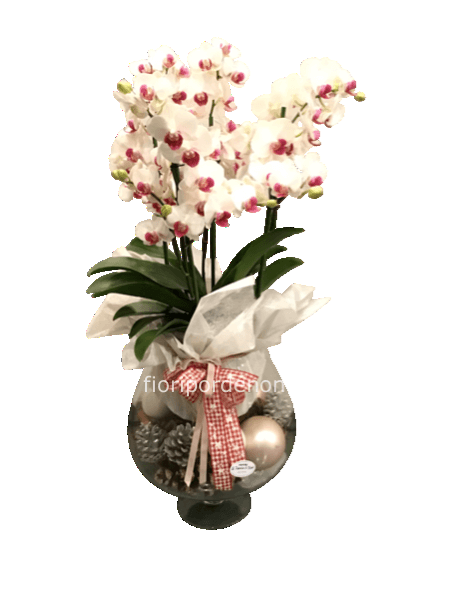 Coppa orchidea deluxe