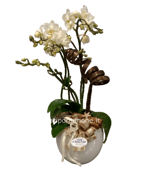 Orchidea little dancer