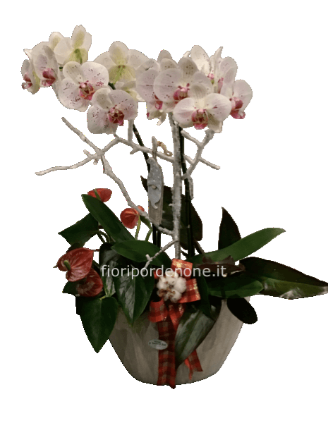 Orchidea mix Natale 