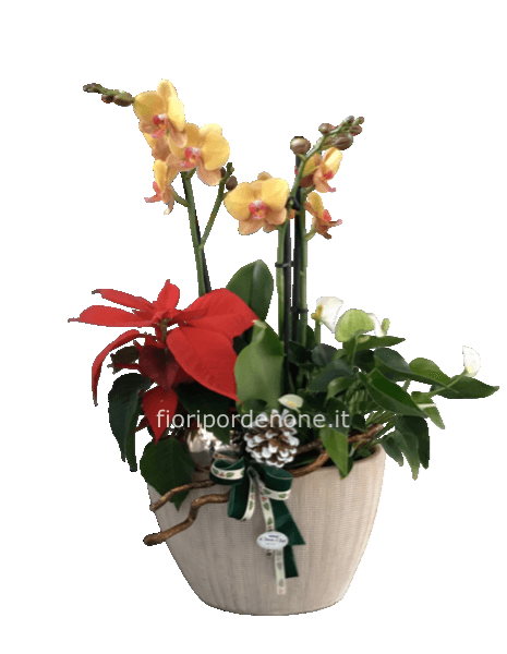 Orchidea mix Natale