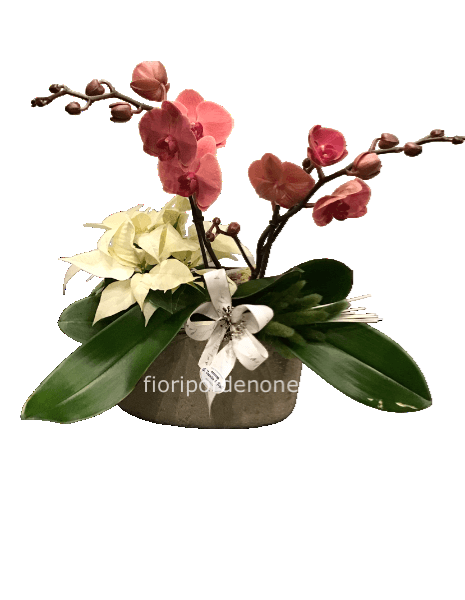 Orchidea con  stella di Natale 