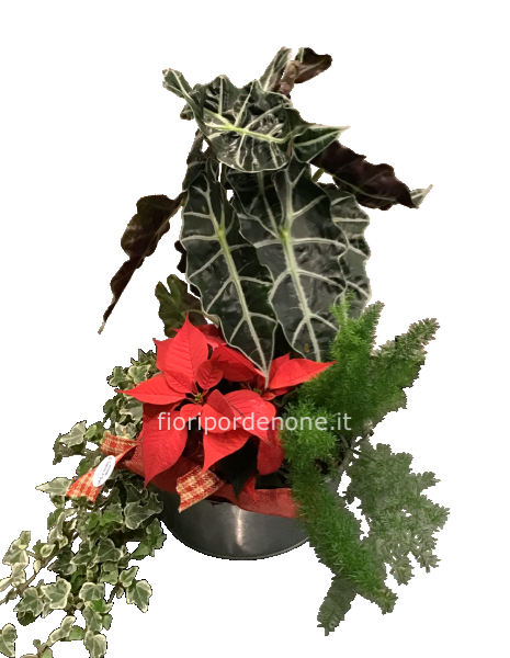 Composizione di piante da interno con stella di Natale 