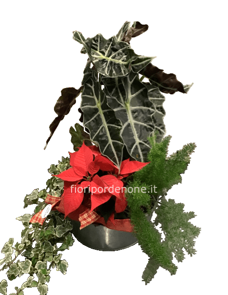 Composizione di piante da interno con stella di Natale