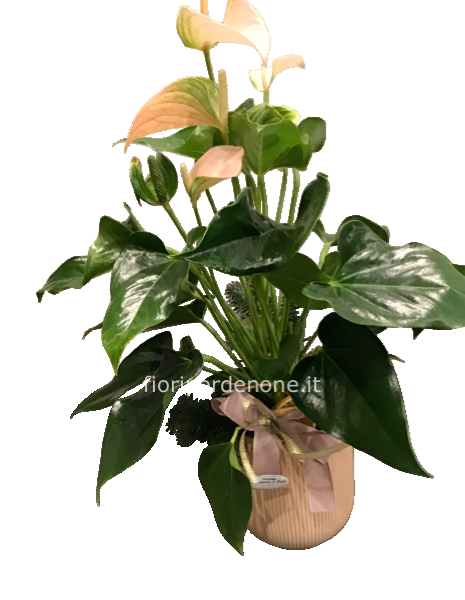  Anthurium  color salmone