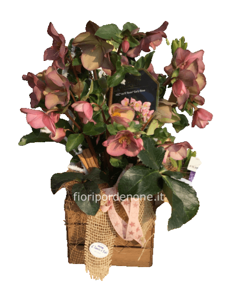 Rosa d’ inverno  (helleborus)