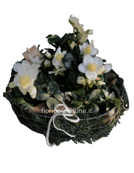 Cesta rustica con rose d’ inverno