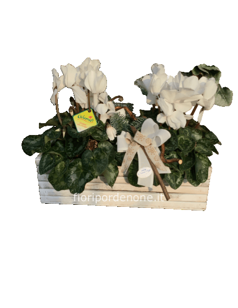 Cassetta  bianca con ciclamini    