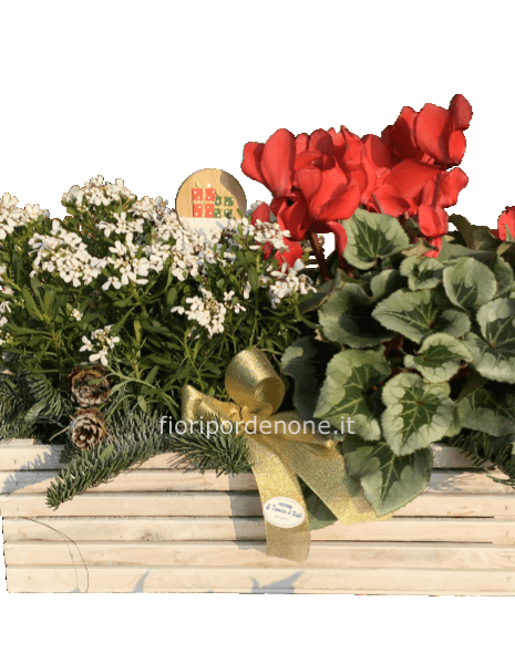 Cassetta bianca con iberis e ciclamino