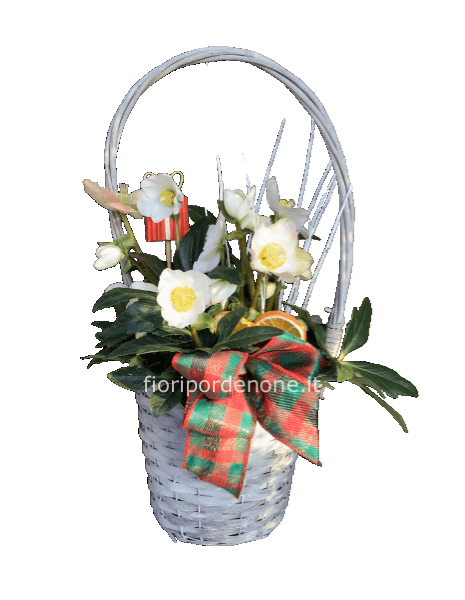 Cesta bianca con rosa d’ inverno