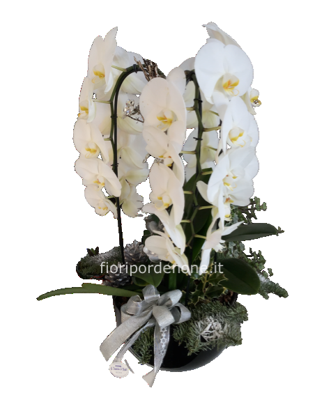 Orchidea “ cascade”