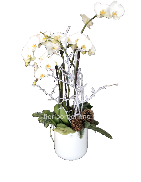 Orchidea extra deluxe