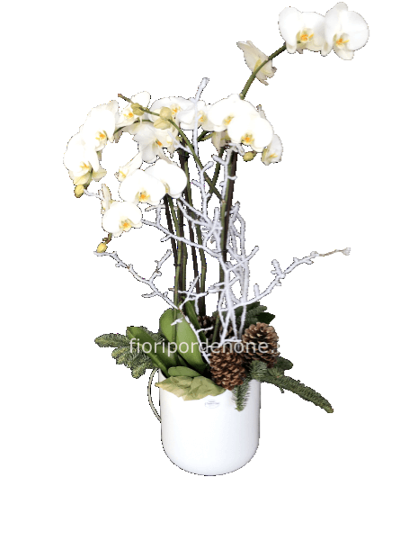 Orchidea extra deluxe