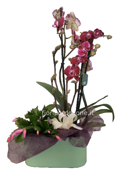 Orchidea con pianta da interno