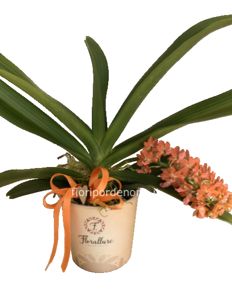 Orchidea special: rhynchostylis gigantea