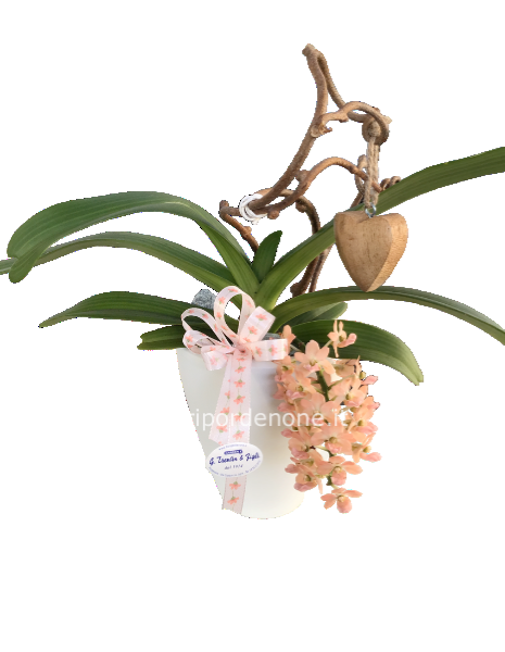 Orchidea special: rhynchostylis gigantea