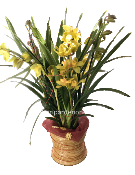 Orchidea cymbidium extra
