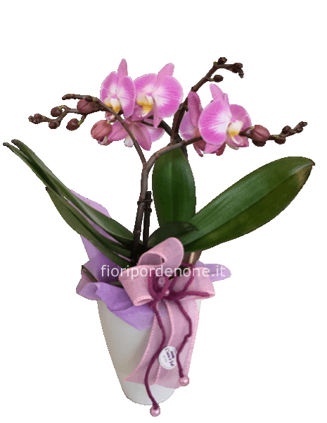 Orchidea Phalaenopsis