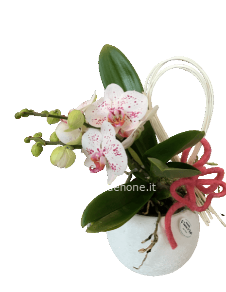 Orchidea phaleonopsis Botticelli