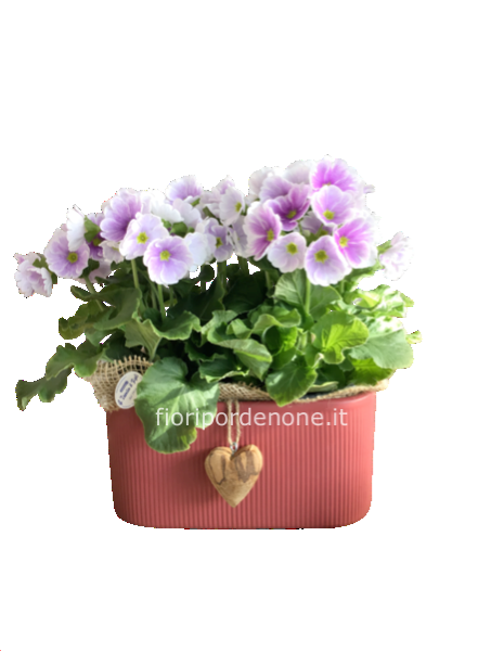 Composizione primula obconica 