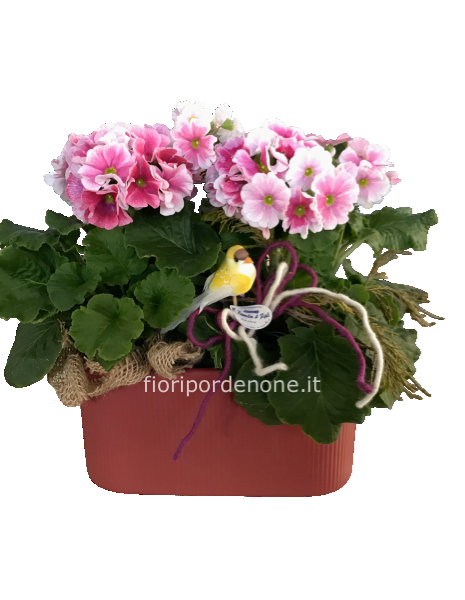 Composizione primula obconica