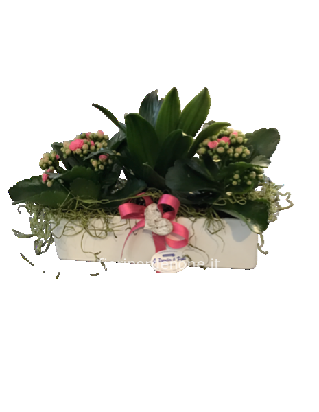 Composizione Piantine da interno