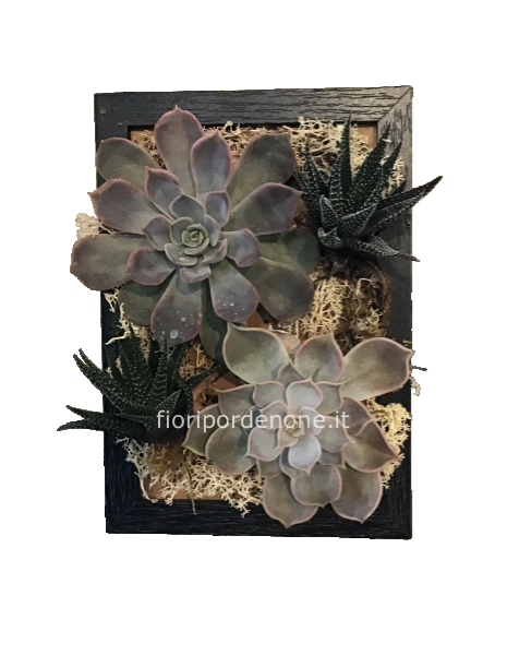 Cornice   Piantine succulente