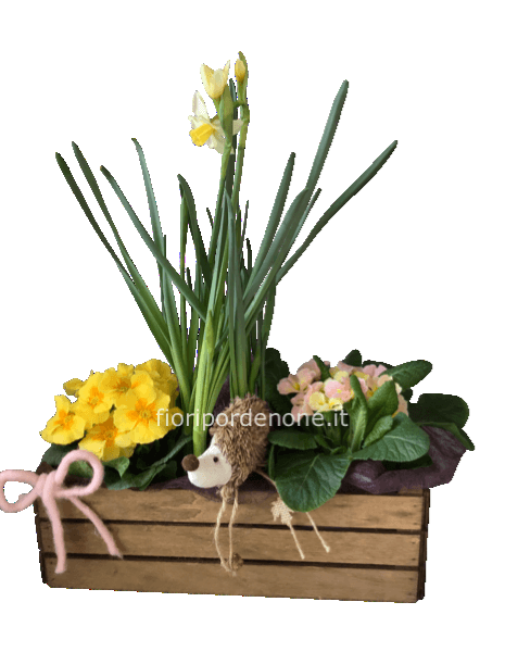 Cassetta balcone  con primule ( colori vari) e narciso. 