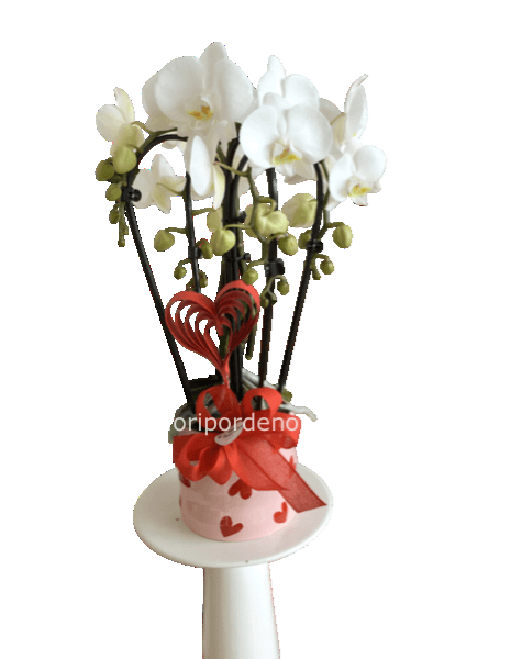Orchidea a cuore