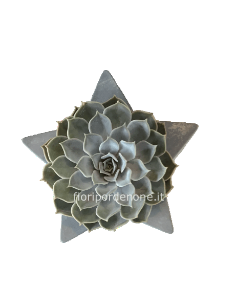 Echeveria star