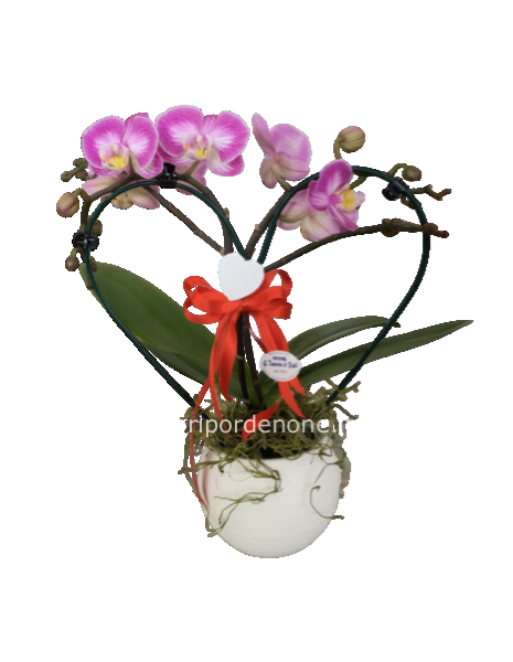 Orchidea a cuore
