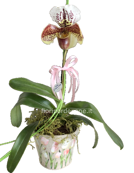 Orchidea scarpetta
