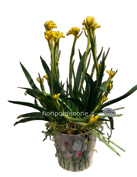 Pianta anigozanthus o zampa di canguro 