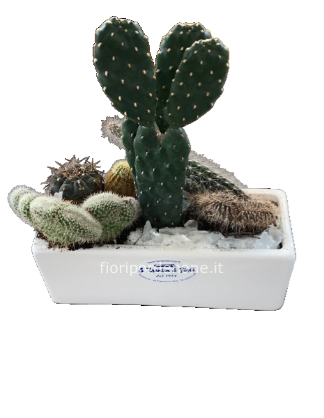 Vaschettina  piantine grasse