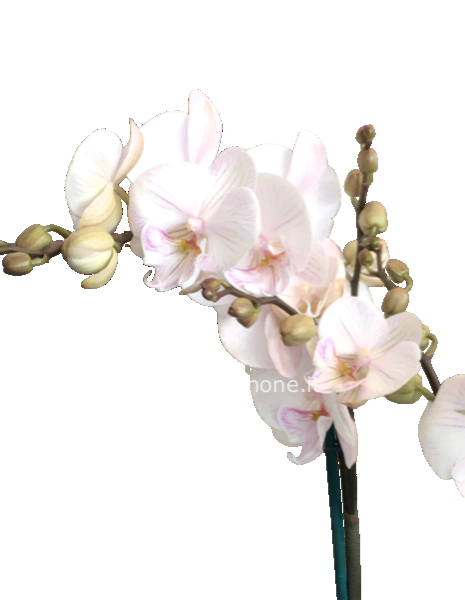 Orchidea   Rosata
