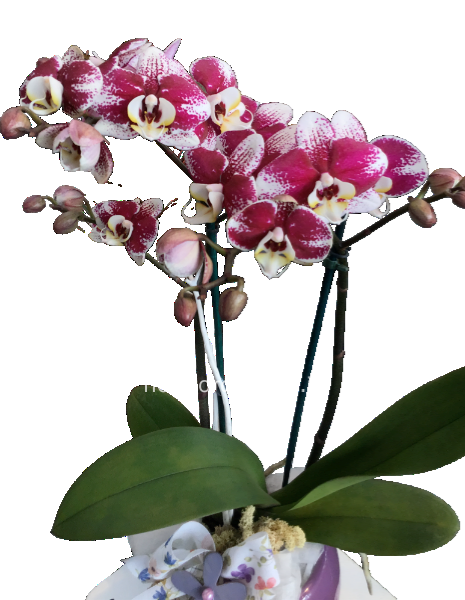  Orchidea desiderio
