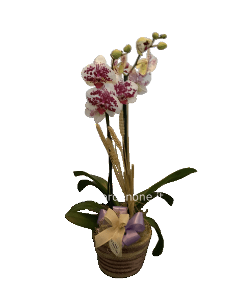 Orchidea desiderio