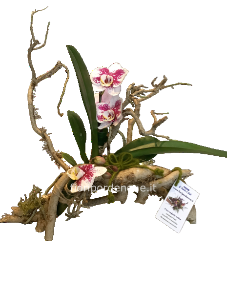 Orchidea e natura N 1.