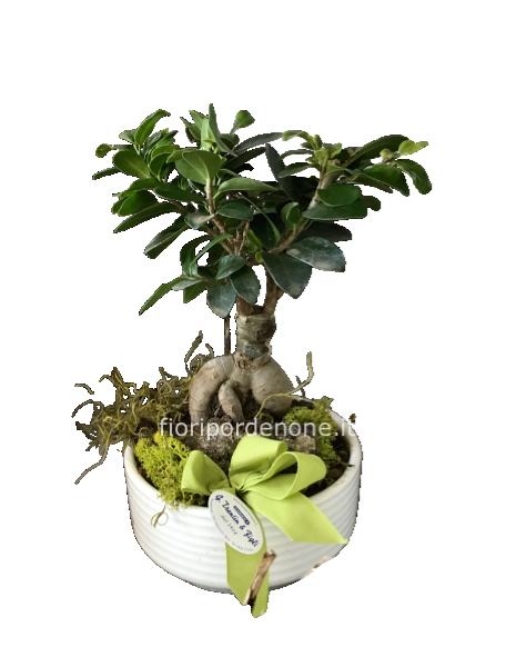 Bonsai ficus ginseng H cm 30