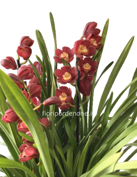 Cymbidium extra 